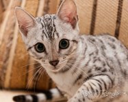 Bengal silber rosetted